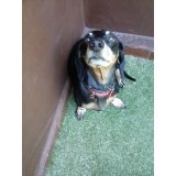 Adestrador Canino no Jardim Mendes Gaia