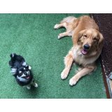 Adestradores de Cachorros preços no Tatuapé