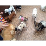 Adestramento de Cachorro quanto custa em média na Vila Celeste
