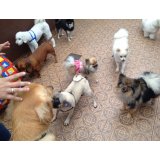 Adestramento de Cachorro quanto custa em média no Jardim Alice