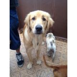 Adestramento de Cães com valor baixo em Homero Thon