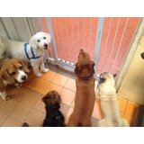 Adestramento de Cães no Bairro Jardim