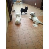 Adestramento de Cães preço em Quarta Parada