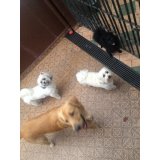 Adestramento de Cães preços no Jardim Scaff