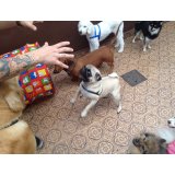 Adestramentos de Cachorro preço na Vila Carioca