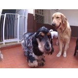 Babá de Cachorros valores na Vila Afonso Celso