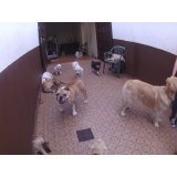 Contratar Daycare Cachorro na Bairro Paraíso