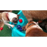 Contratar Serviço de Babá de Cachorros na Várzea de Baixo