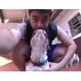 Contratar Serviço de Daycare Canino na Vila Graziela