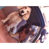Day Care Canino na Vila Elisio