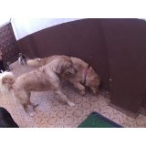 Day Care Canino valores na Vila Glória