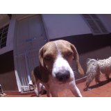 Daycare Cachorro valores no Jardim Califórnia