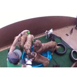 Daycare Cachorros no Jardim das Maravilhas