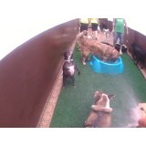 Daycare Cães na Chácara Paraíso