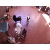 Daycare Pet preço na Vila Barra Funda