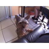 Daycare Pet preço na Vila Pires