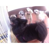 Daycare Pets na Vila Mariana