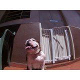 Dog Care com valor bom na Vila Cláudia
