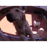 Dog Care valores no Parque da Mooca