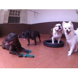 Dog Sitter em Santa Maria