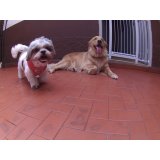 Dog Sitter quanto custa em média na República