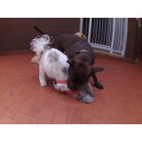 Dog Sitter quanto custa na Vila Almeida