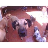 Empresa Day Care Canino no Jardim Ocara