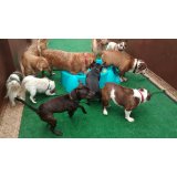 Empresa de Babás para Cães