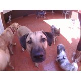 Empresa de Dog Sitter