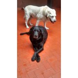 Empresas Dogsitter na Vila Antonieta