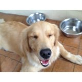 Hotel para Animais de Estimação na Vila Lúcia Elvira
