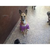 Hotel para Cachorro na Vila Guaraciaba