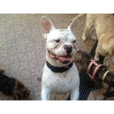 Hotel para Cachorro valor no Jardim dos Bandeirantes