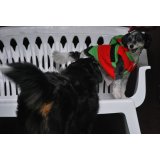 Hotelzinho para Cachorro quanto custa em média na Saúde