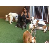 Onde tem Hotéis para Cães na Vila Nova Tupi