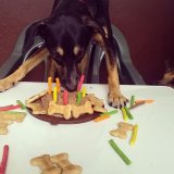 Passeador de Cachorro com valor bom no Butantã