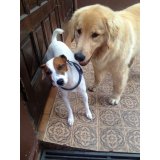 Passeador de Cachorro na Vila Brasílio Machado