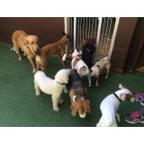 Passeador de Cães onde encontrar no Jardim das Maravilhas