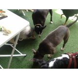 Passeadores de Cachorros com valor bom no Parque São Jorge
