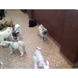 Pet Sitter em Santo Antônio