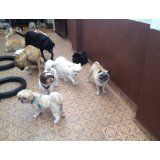 Pet Sitter onde tem na Vila Príncipe de Gales