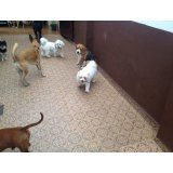 Preço Adestramentos de Cachorro na Vila Henrique Cunha Bueno