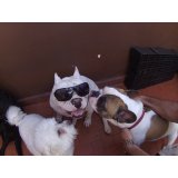 Preço Daycare Pet no Jardim Ocara