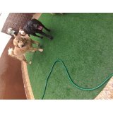 Preço de Serviço de Daycare Canino no Jardim Edith