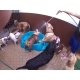 Preço Serviço de Daycare Canino na Vila Augusto