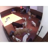 Preço Serviços de Daycare Canino em Boaçava