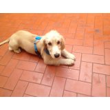 Serviço de Adestramentos de Cachorro valor na Vila Valparaíso