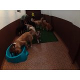 Serviço de Daycare Canino na Bairro Silveira