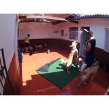 Serviço de Daycare Canino valor em Jordanópolis