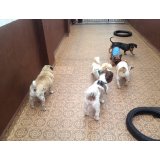 Serviço de Dog Sitter contratar no Jardim Metropolitano